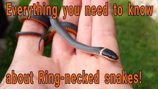 Everything you need to know about Ringnecked snakes Diadophis punctuatus [upl. by Elesig]