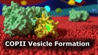 COPII Vesicle Formation [upl. by Oicaro]