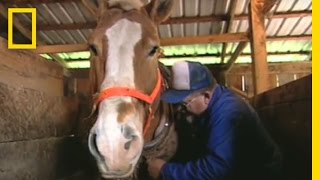 Horse Logging  National Geographic [upl. by Nic]