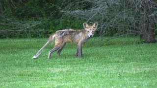 Red Fox Rescued Sarcoptic Mange [upl. by Dyoll450]