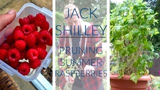 Pruning Raspberries  Jack Shilley [upl. by Nylzzaj529]