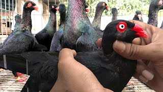 Extraordinary Black Danish Tumbler Pigeon  Pigeons Video [upl. by Meihar]