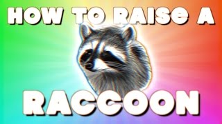 HOW TO RAISE A RACCOON [upl. by Aivyls]