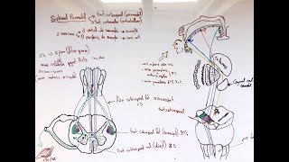 Neuroanatomie  Sistemul Piramidal [upl. by Marguerite932]