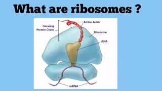 Ribosomes The Protein Factories [upl. by Ahsinar]