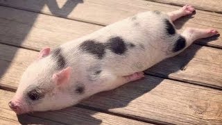 Funny and Cute Piggy Videos Compilation 2019  MINI PIG VIDEO [upl. by Accalia]