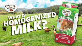 What is Homogenized milk  Ask Organic Valley [upl. by Lounge]