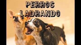 10 PERROS LADRANDO FUERTE 🐩 PERROS cachorro LADRANDO🐶 PERRO LADRANDO FUERTE [upl. by Elbertine624]