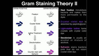 Microbiology Gram Staining [upl. by Ahseyk]