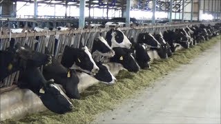 Tour of modern expanding dairies in China [upl. by Iphlgenia456]