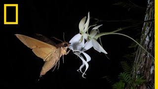 Rare Ghost Orchid Has Multiple Pollinators  Short Film Showcase [upl. by Goto]