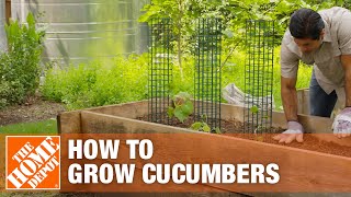 How to Grow Cucumbers  Planting Cucumbers  The Home Depot [upl. by Oderf]