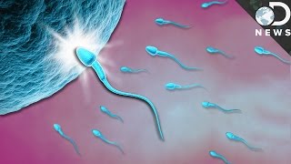 What Exactly Happens When Sperm Meets Egg [upl. by Odraboel]