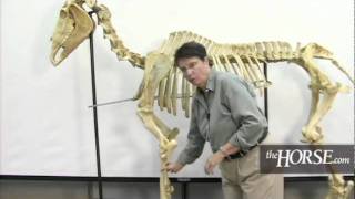 The Horses Skeleton Overview [upl. by Harrat]