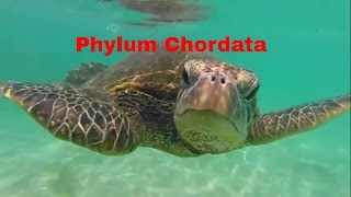 Phylum ChordataWhich animals belong [upl. by Enilesor]