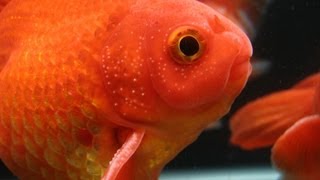 White Spots on Goldfish Fins  Breeding Tubercles 101 [upl. by Ettennal]