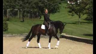 Dressage horse for sale [upl. by Tterrej562]