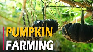 How To Grow Pumpkin  Pumpkin Farming  Pumpkin Cultivation [upl. by Aloap]