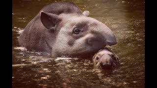 Tapirs  Horses or Pigs with trunks [upl. by Michale]