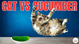 Cats Vs Cucumbers Why Are Cats Scared Of Cucumbers [upl. by Zizaludba427]