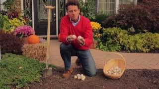 How to Plant Allium Bulbs [upl. by Sidnala]