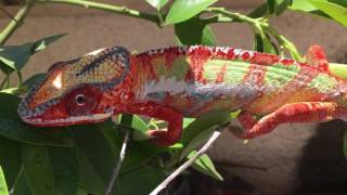 AMAZING Chameleon Color Change [upl. by Datnow]