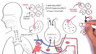 Oxygen  Haemoglobin Dissociation Curve  Physiology [upl. by Nylazor]