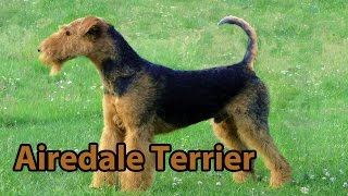 The Right Companion Airedale Terrier [upl. by Ailemac]