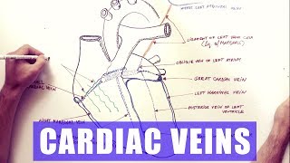 Mechanisms of Venous Return Animation [upl. by Lenes]