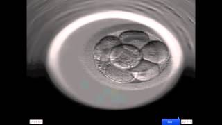 Entwicklung eines menschlichen Embryos [upl. by Rives]