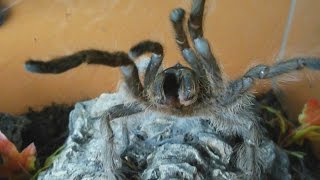 Very rare aggressive HISSING tarantula Monocentropus lambertoni Inferion7 [upl. by Gnoy]