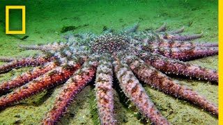 Sunflower Seastar Terrifying Predator  National Geographic [upl. by Yesak]