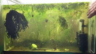 Scuds Daphnia Cherry Shrimp Copepods My aquatic food culture [upl. by Yhtrod]