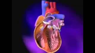 Heart ExcitationContraction Coupling [upl. by Kirit]