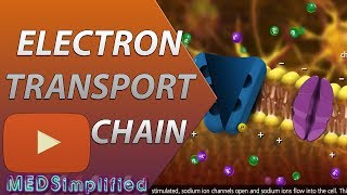 Electron Transport Chain ETC Made Easy [upl. by Naujal]