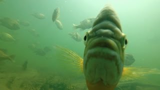 A Biologists Perspective on Big Bluegills [upl. by Xantha771]