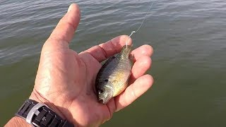 Fishing With Bluegill As Bait [upl. by Schilt487]