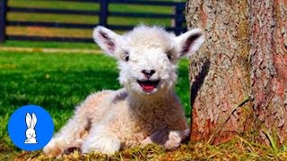 Baby Lamb Sheep Goes Baa  CUTEST Compilation [upl. by Ylahtan]