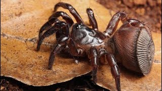 Cyclocosmia Ricketti  Chinese hourglass spider  Unpacking [upl. by Nrol]