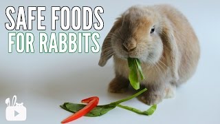 SAFE FOODS FOR RABBITS [upl. by Constanta]