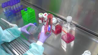 Passaging Cells Cell Culture Basics [upl. by Ynar]