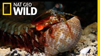 The Mantis Shrimp Packs a Powerful Punch  Nat Geo Wild [upl. by Romito]