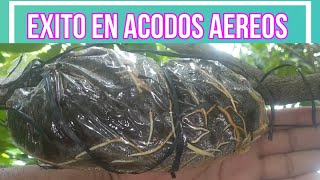 ACODO AÉREO EXITOSO COMO HACER ACODOS AÉREOS DE ÁRBOLES FRUTALES [upl. by Seiter239]