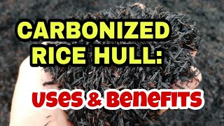 CARBONIZED RICE HULL Uses and Benefits [upl. by Arev86]