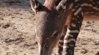 Baby Tapir at the Zoo [upl. by Enra]