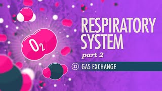 Respiratory System Part 2 Crash Course Anatomy amp Physiology 32 [upl. by Luigino970]