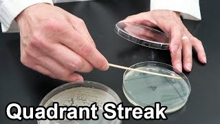 Quadrant Streaking Bacteria  Techniques Demonstration [upl. by Tocs]