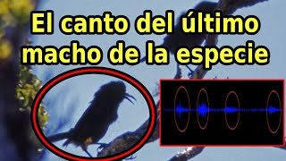 Escucha el Canto de un Ave Extinta el último macho Kauaʻi ʻōʻō [upl. by Leyameg]