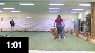 AKC Novice Obedience and Beginner Novice Obedience [upl. by Ut]