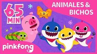 Las Mejores Canciones de Animales amp Bichos  Recopilación  Pinkfong Canciones Infantiles [upl. by Baras345]